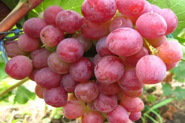 vaaleanpunaiset viinirypäleet
