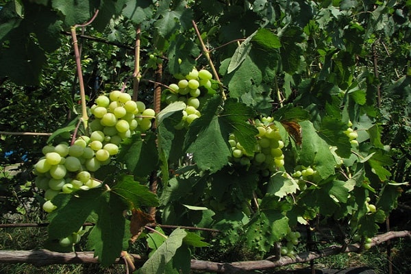 ripening varieties