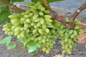 Descrizione del vitigno Kishmish 342, i suoi pro e contro, consigli per la coltivazione e la cura