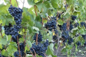 Descripción de la variedad de uva del fruto Codrianka y sus características, período de maduración, plantación y cuidado