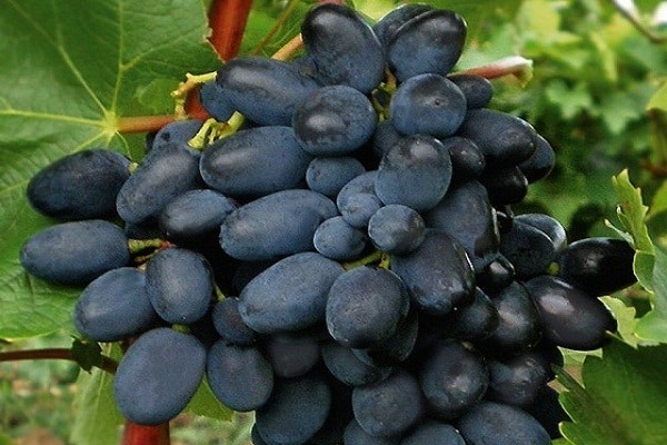 uvas codrianka