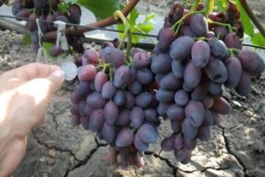 Descripción y características de las uvas Krasotka, maduración y cuidado.