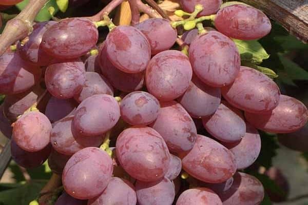 grape beauty
