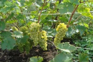 Descripción y ventajas de las uvas Crystal, características de plantación y cuidado.