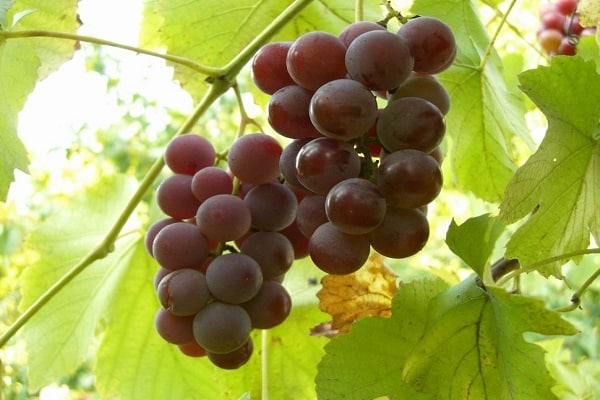 Lydia szőlő