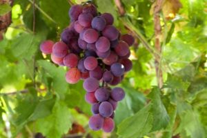 Lydia vynuogių veislės charakteristikos ir kultūros privalumų bei trūkumų aprašymas