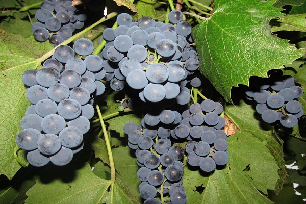 vīnogas Moldova