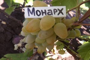 Monarch vīnogu šķirnes raksturojums, augļošanas un audzēšanas reģionu apraksts