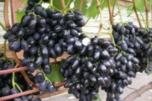 Description and history of the creation of the grape variety Nadezhda Azos, care and planting features