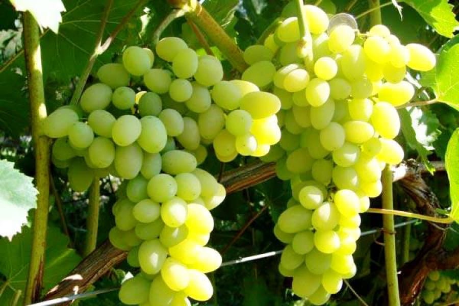dojrzałe winogrona