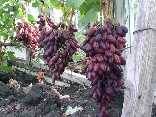 racimos de uvas rizamat