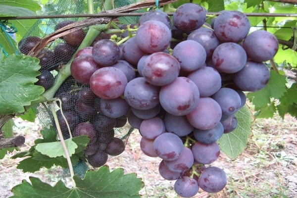 Rochefort druiven