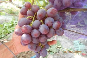 Description of the Rochefort grape variety, fruiting characteristics and breeding history