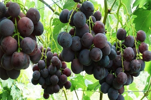 arbusto de uva