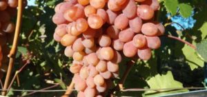 Descripción y características de la variedad de uva Rumba, características e historia de plantación y cuidado