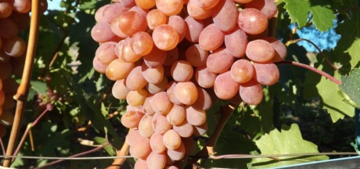 rumba grapes