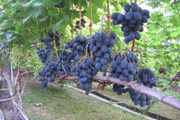 vynuogės auga