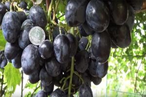 Descrizione e caratteristiche dell'uva Ruslan, i suoi vantaggi e svantaggi