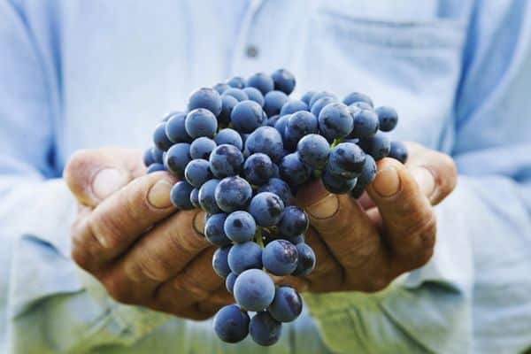 winogrona w dłoniach
