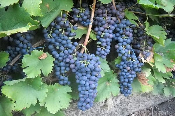 odmiana winogron