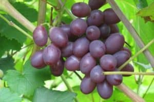 Kuvaus ja ominaisuudet Saperavi-viinirypäleistä, viljelyalue ja hoito