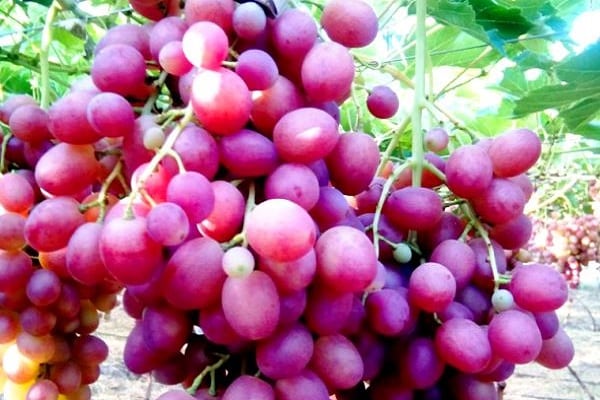 descripción de las uvas