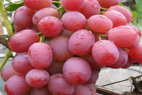 Libya grapes