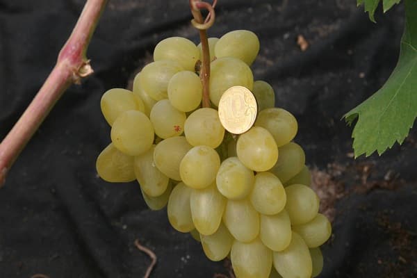 variedades de uva
