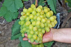 Description of the Super Extra grape variety, features of cultivation and care