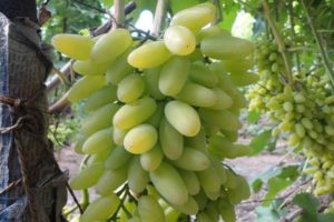 Description of the Timur grape variety and characteristics of cultivation and care