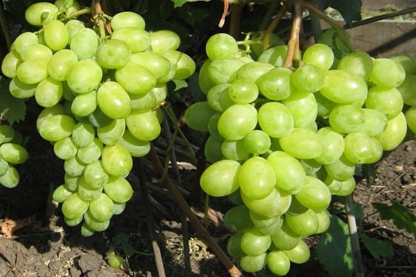 dojrzewanie winorośli