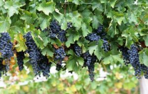 Vīnogu stādīšana un kopšana Sibīrijā, šķirņu izvēle un audzēšanas shēma iesācējiem