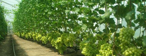 voksende druer i et drivhus