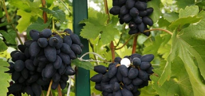 viking grapes