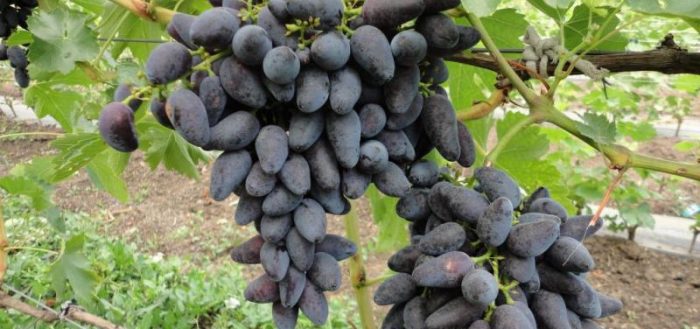 viking grapes