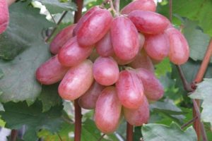 Opis odmiany winogron Rocznica Novocherkassk, charakterystyka dat dojrzewania i historii