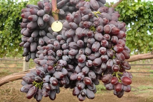 Jowisz winogronowy
