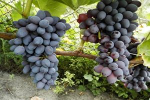 Descripción de la variedad de uva pasas Júpiter, características y características de cultivo.