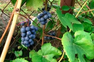 Description of the Zilga grape variety, its characteristics and secrets of agricultural technology