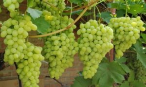 Opis odmiany winogron Laura i właściwości owocowania, w szczególności uprawy i pielęgnacji