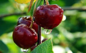 Beskrivelse og egenskaber ved Novodvorskaya kirsebærsorter, plantnings- og plejefunktioner