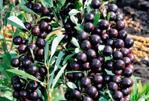 Description of the Bessey sand cherry variety, reproduction, planting and care