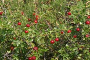 Descrizione delle varietà di ciliegie arbustive, semina e cura, regole di coltivazione