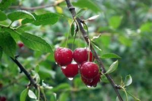 Descripción de la variedad de cereza Lyutovka y características de rendimiento, cultivo y cuidado.