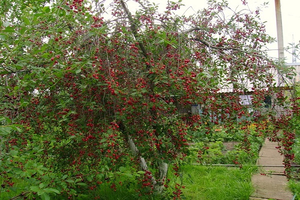 drzewo jagodowe