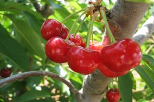 Opis odmiany wiśni Lyubskaya, charakterystyka plonu i owocowania