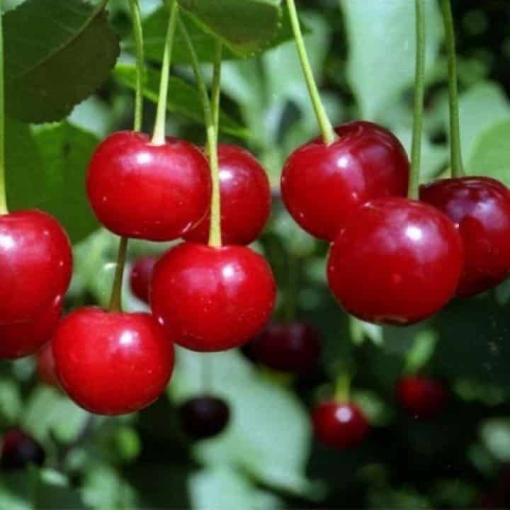 cherry robinovka
