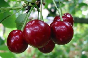 Description of the cherry variety Saratovskaya Malyshka, yield characteristics and pollinators