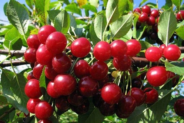 mga magagandang cherry
