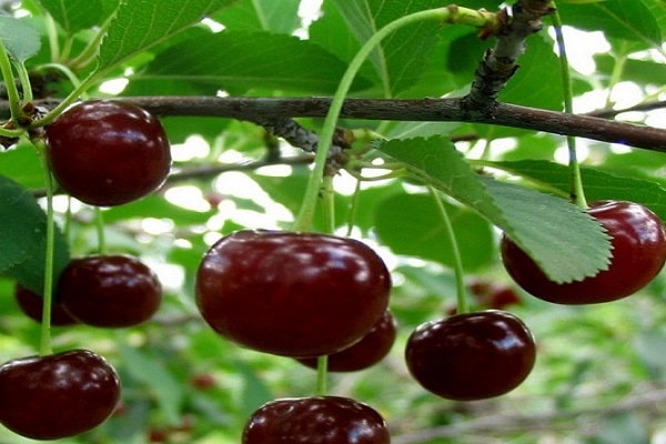 Melitopol cherry
